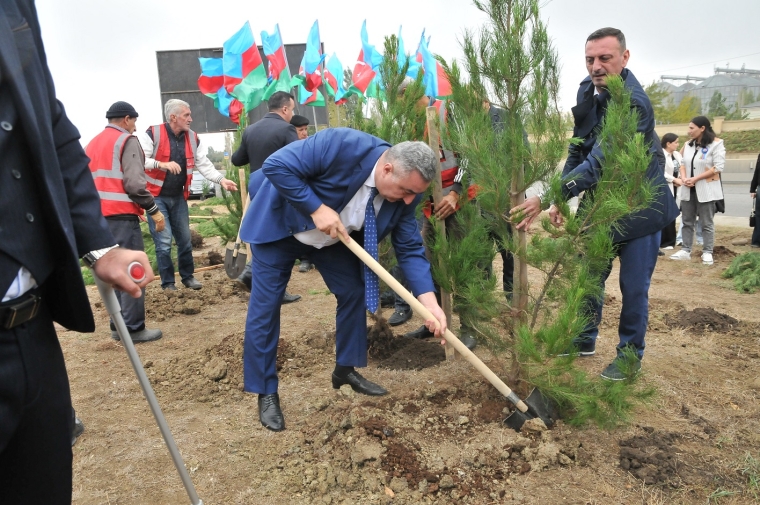 Abşeronda “Yaşıl dünya naminə həmrəylik ili” çərçivəsində silsilə ağacəkmə aksiyası