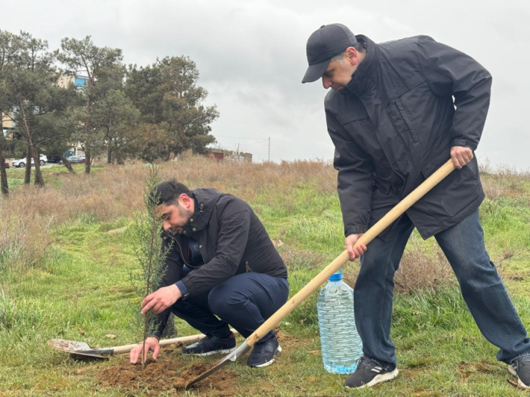 FHN Əsaslı Tikinti İdarəsi ağacəkmə aksiyası keçirib