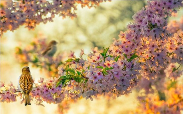 Sabah 36 dərəcə isti olacaq