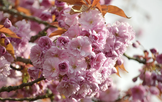 Mayın 2-də gözlənilən hava şəraiti