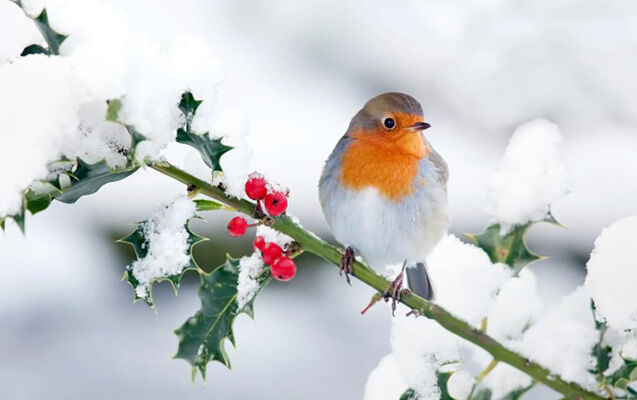 Yanvarın 13-də gözlənilən hava şəraiti