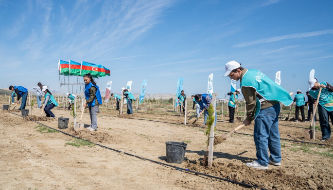 Ağacəkmə aksiyası keçirilib