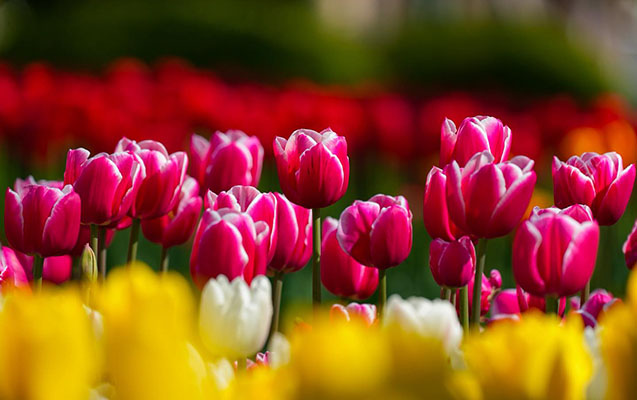 Aprelin 4-də gözlənilən hava şəraiti