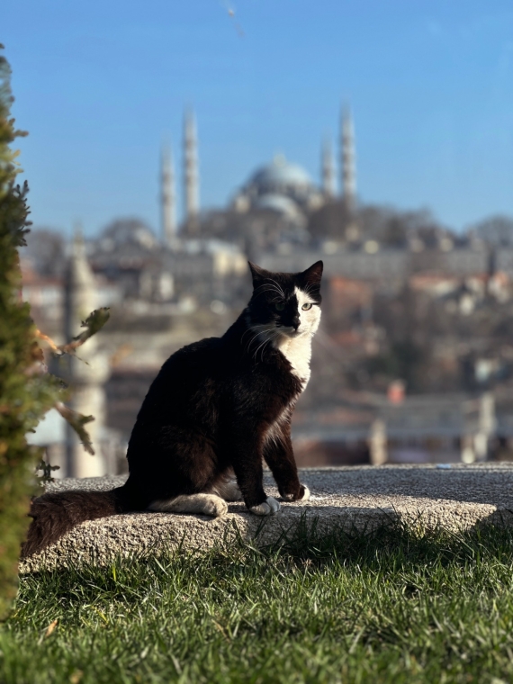 İstanbulun simvoluna çevrilən “səssiz sakinlər” - hamımızın sevdiyi pişiklər 